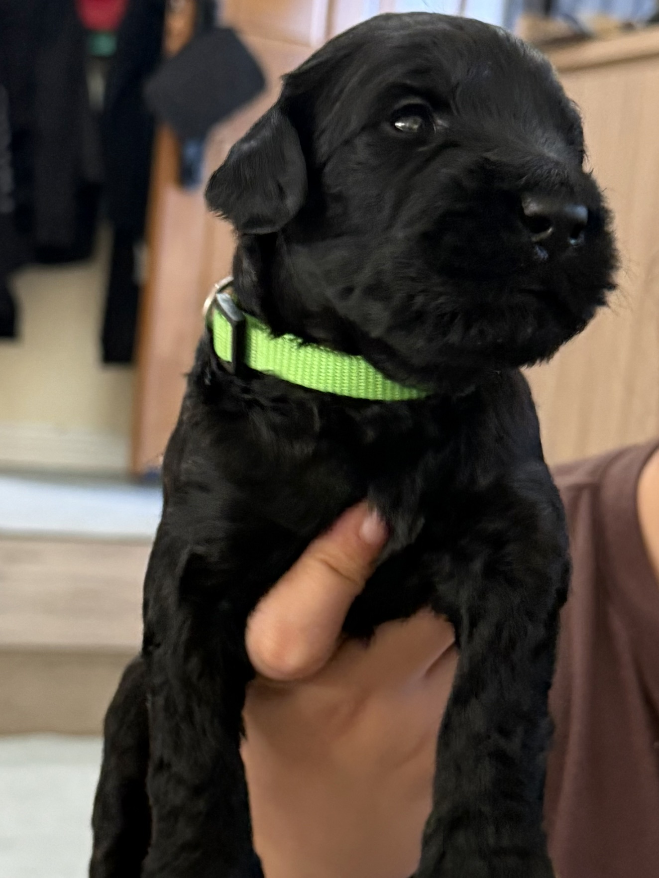 Lime Green Boy Giant Schnoodle puppy